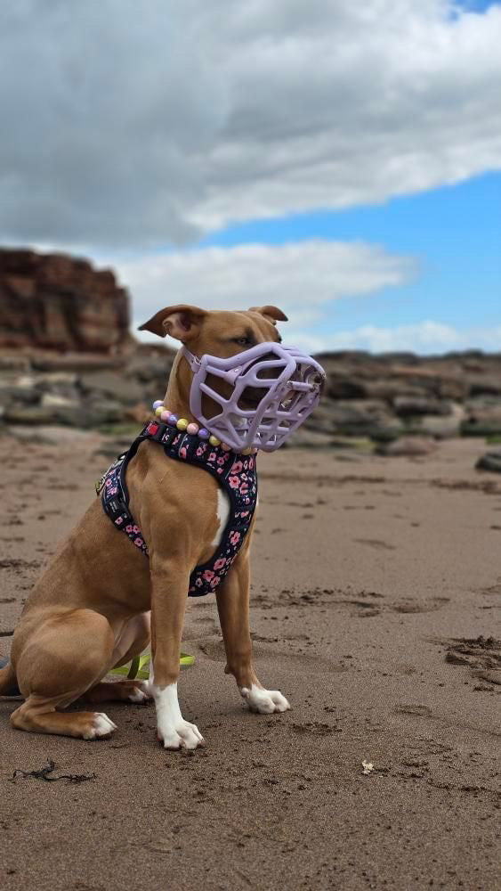 Collier de perles pour chien fuchsia