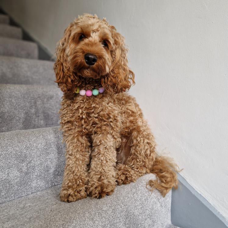 Collier de perles pour chien fuchsia