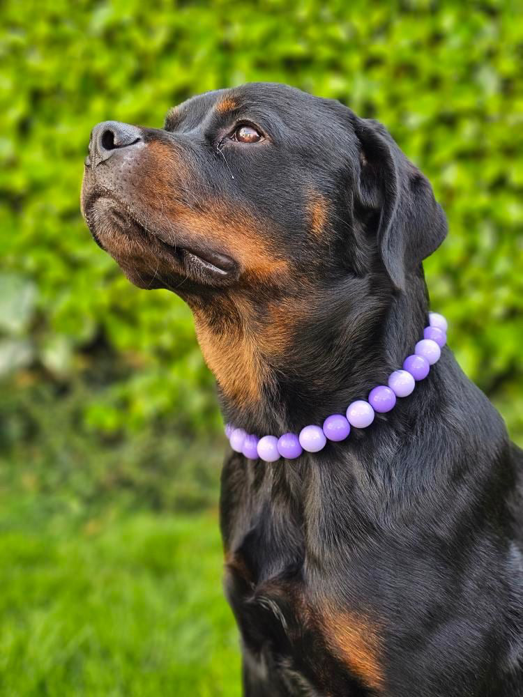 Collier de perles pour chien Chardon