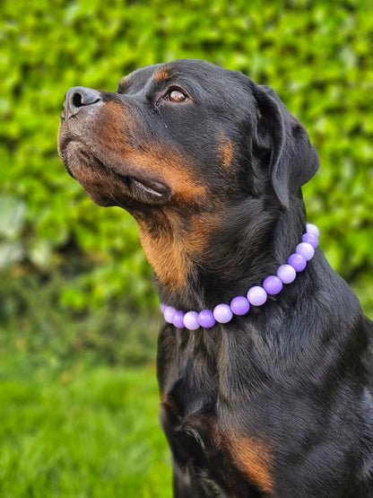 Collier de perles pour chien Chardon